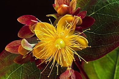 白金工作室正开发一款在线动作游戏 专注即时服务