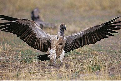 《刺客信条：起源》将于6月7日登陆Xbox Game Pass